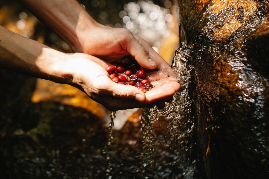 An image of a washed coffee