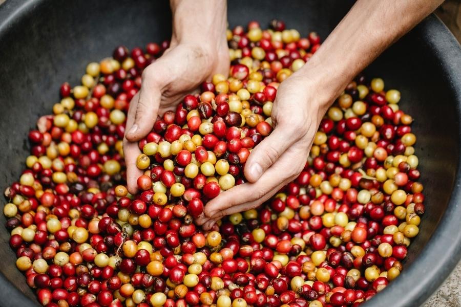 An image of unwashed coffee beans