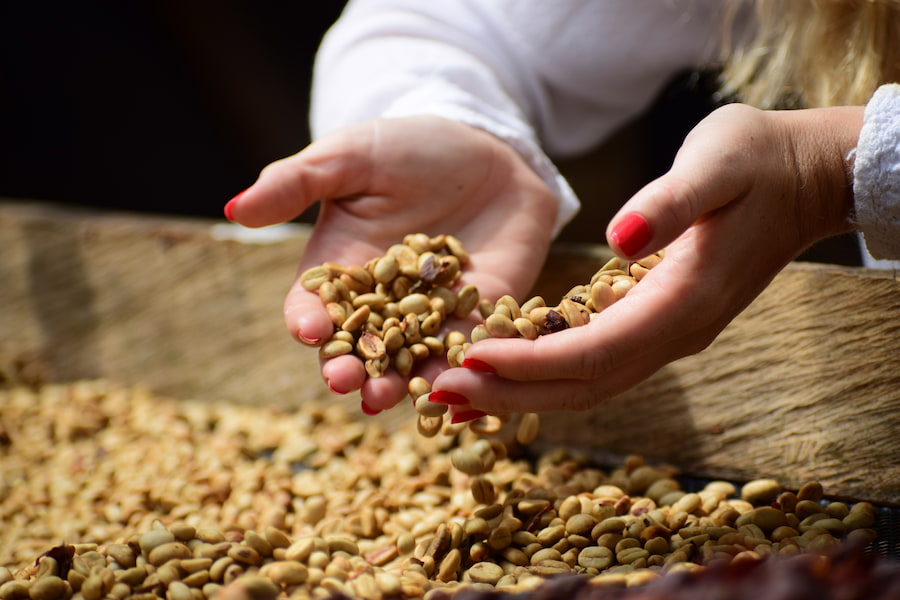 An image of a person showing how to dry oily coffee beans