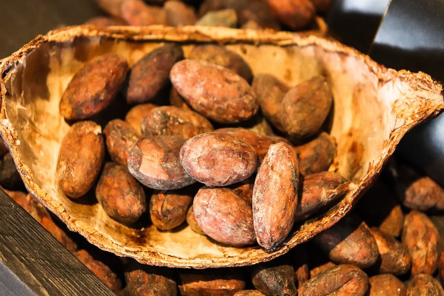 A close-up photo of cacao beans