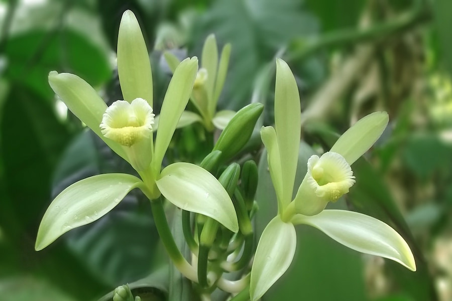 A close-up image of vanilla