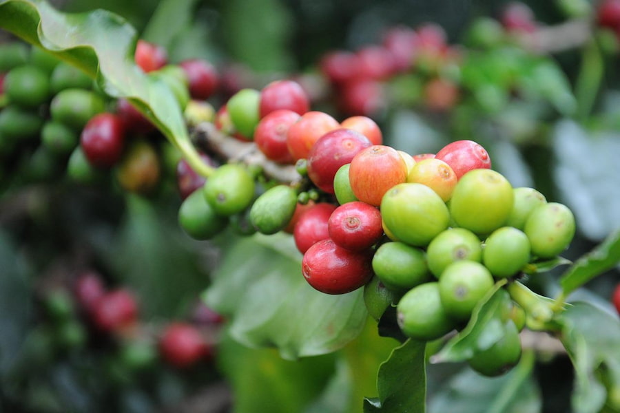 An image of coffee plant