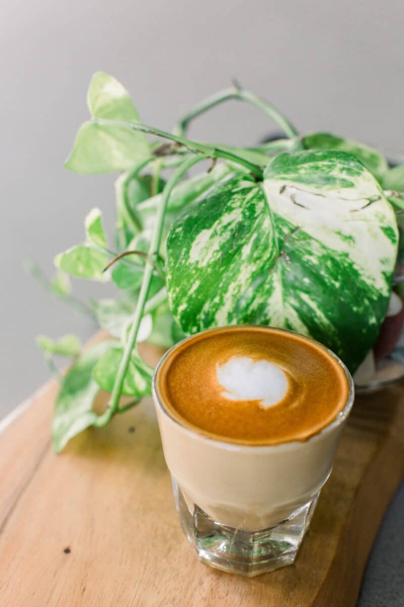 A clear glass filled with Cortado coffee beside a green plant placed on a wooden table