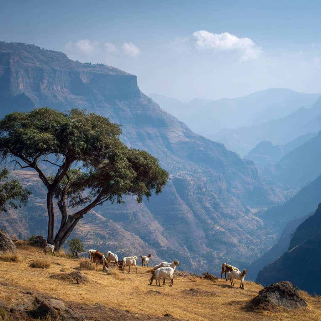 Ethiopian Goats